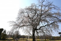 sakura_shidare_seseragi_250407_01