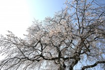 sakura_shidare_seseragi_250407_02