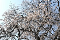 sakura_shidare_seseragi_250407_03