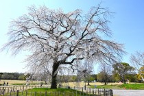 sakura_shidare_seseragi_250409_01