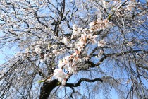 sakura_shidare_seseragi_250409_03