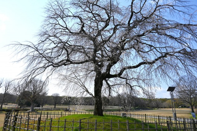 sakura_shidare_seseragi_260402_01