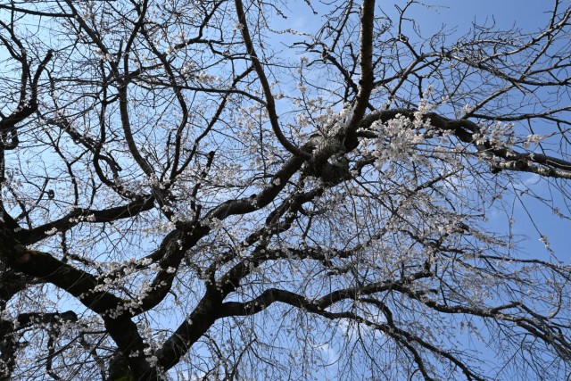 sakura_shidare_seseragi_260402_02