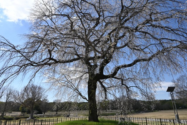 sakura_shidare_seseragi_260408_01