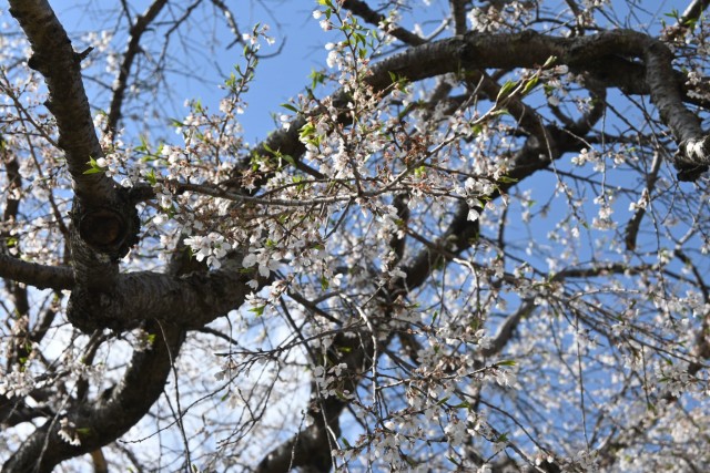 sakura_shidare_seseragi_260408_01