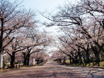 sakura_somei_210324_031