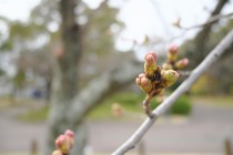 sakura_somei_220321_01
