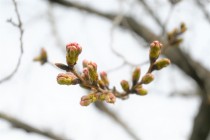 sakura_somei_220321_02
