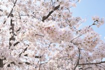 sakura_somei_220330_02