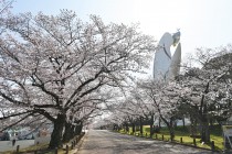 sakura_somei_220330_03