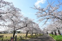 sakura_somei_220401_02