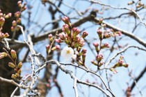 sakura_somei_230323_01