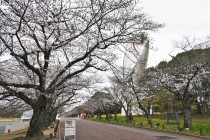 sakura_somei_230323_01