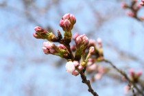 sakura_somei_230323_02