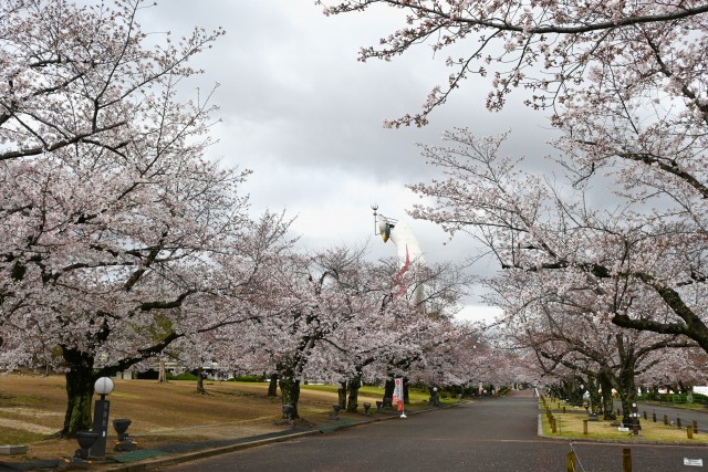 sakura_somei_240404_01