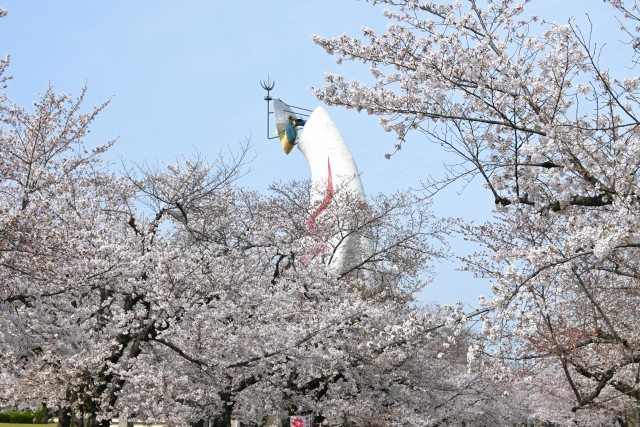 sakura_somei_240405_01