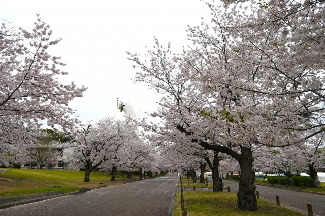 sakura_somei_240408_01