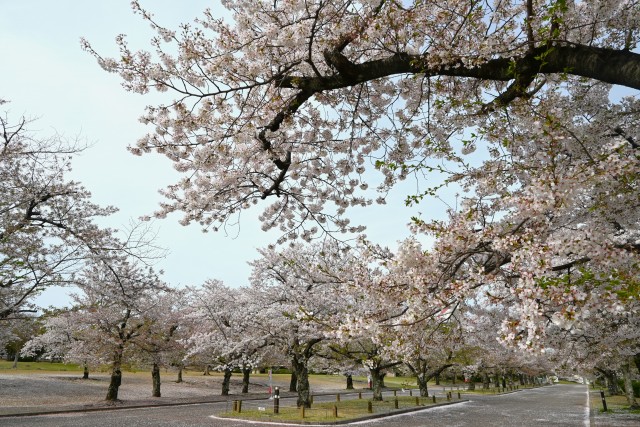 sakura_somei_240411_01