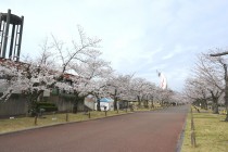 sakura_somei_250402_02