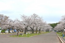 sakura_somei_250402_03