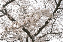 sakura_somei_250402_05