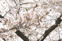 sakura_somei_250402_06