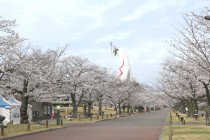 sakura_somei_250402_07