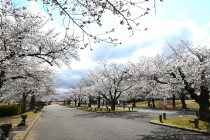 sakura_somei_250404_02
