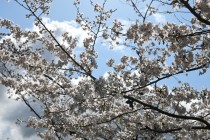 sakura_somei_250404_03