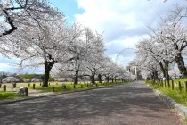 sakura_somei_250404_04