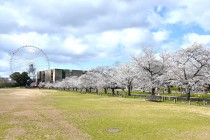 sakura_somei_250404_05