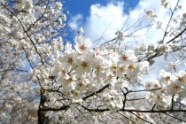 sakura_somei_250404_06