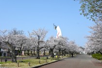 sakura_somei_250407_02