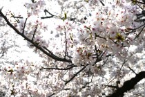 sakura_somei_250407_03
