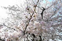 sakura_somei_250407_04
