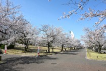 sakura_somei_250409_02