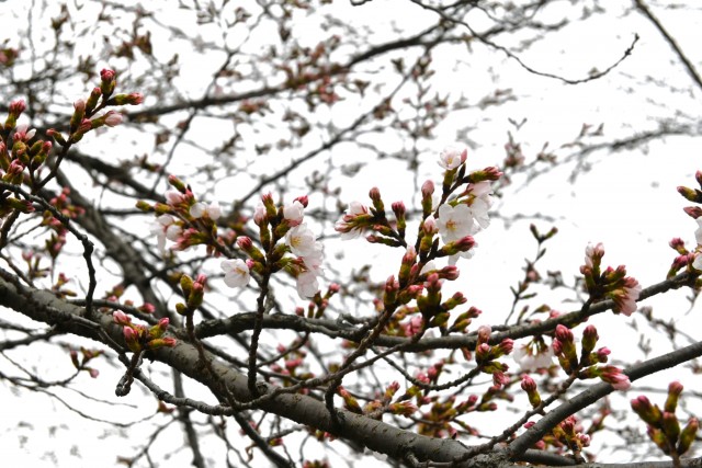 sakura_somei_260326_01