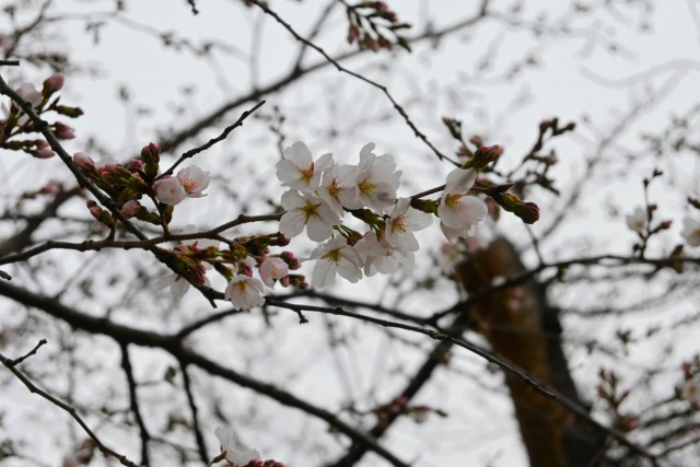 sakura_somei_260326_02