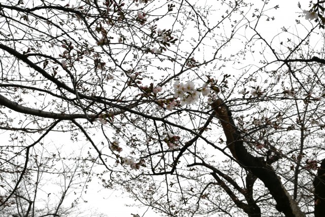 sakura_somei_260326_03