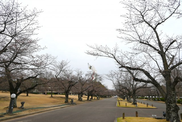 sakura_somei_260326_04