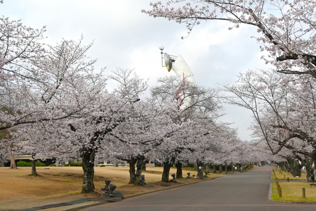 sakura_somei_260330_01