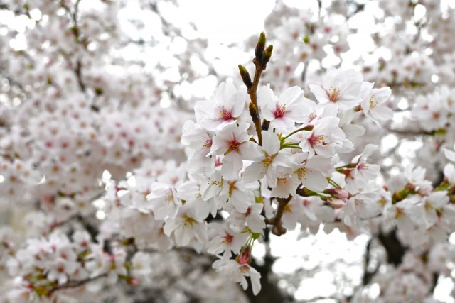 sakura_somei_260330_02
