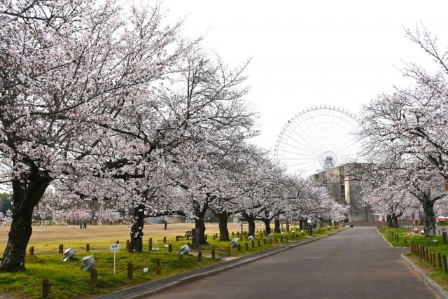 sakura_somei_260330_03