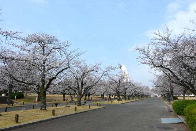 sakura_somei_260330_04