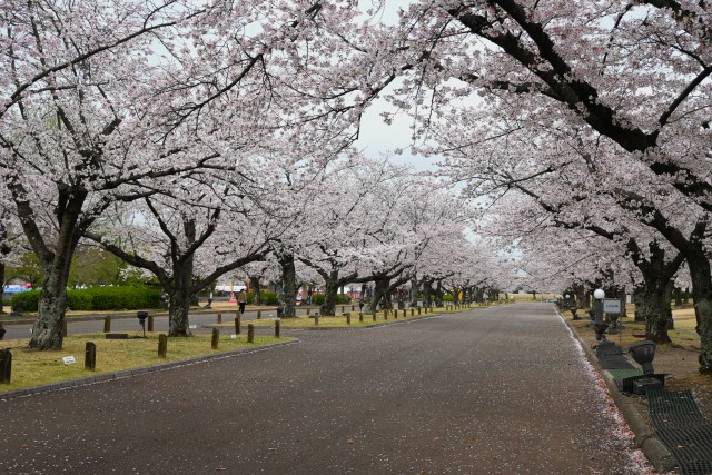 sakura_somei_260401_01