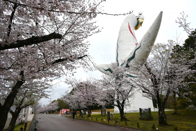 sakura_somei_260401_02