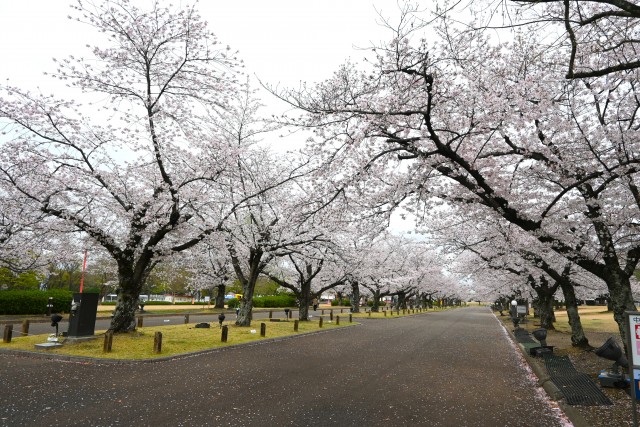 sakura_somei_260401_03