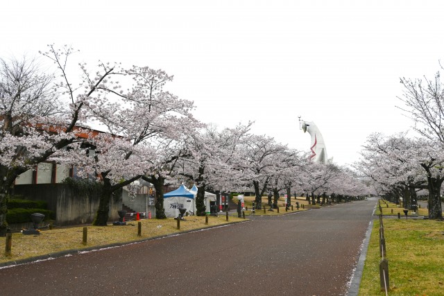 sakura_somei_260401_04