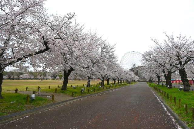sakura_somei_260401_05