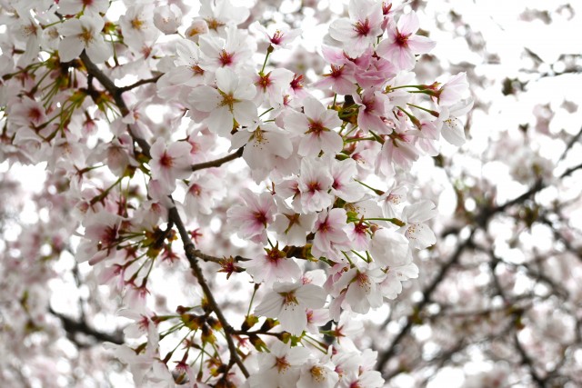 sakura_somei_260401_06